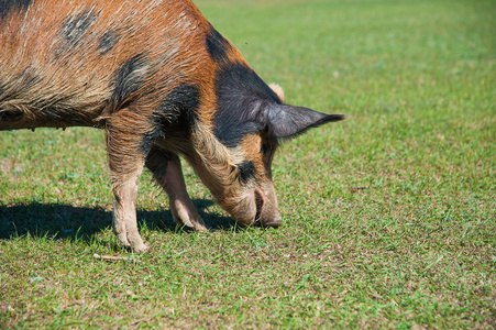 养猪场田里的猪在绿色草地上奔跑的猪