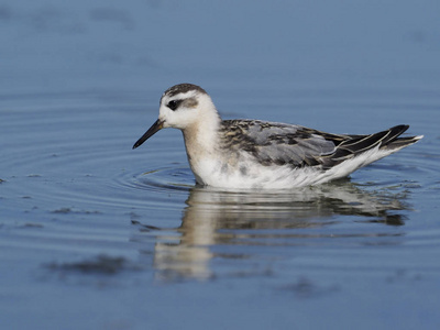 灰色 Phalarope, Phalaropus fulicarius, 冬季羽毛单鸟, 沃里克, 2018年9月