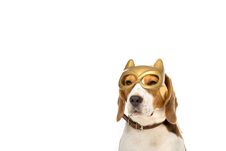 在白色的金色面具可爱的猎犬狗图片