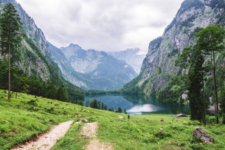 欧伯湖湖, nau 是 Konigssee, 巴伐利亚, 德国。在国家公园贝希特斯加登的大高山风景与母牛