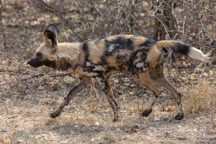 大 5760*3840px无水印下载免费10次/天下载小样发票合同问题/举报动物