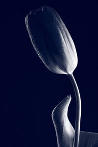 创意黑白照片一朵花