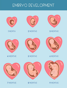 胚胎发育阶段。矢量平面图表图标