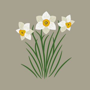 白色的水仙花在米色背景下的花束.春天的花朵.矢量插图照片
