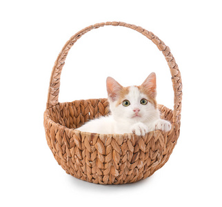 小猫在篮子图片