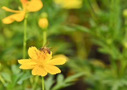 万寿菊的小蜜蜂