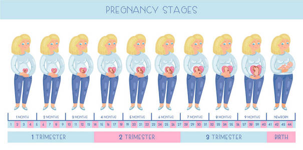 可爱的怀孕的女人。妊娠分期胚胎发育月份