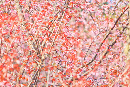 樱花和樱花