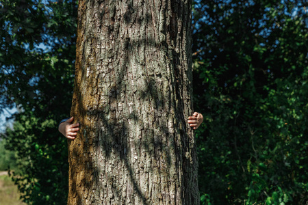 人的手拥抱, 裹一棵树。联系人与自然, 生态学的概念。生产力。共生