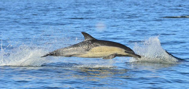 海豚鱼图片-海豚鱼素材-海豚鱼插画-摄图新视界