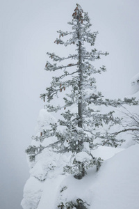 白雪覆盖的树木，在山上