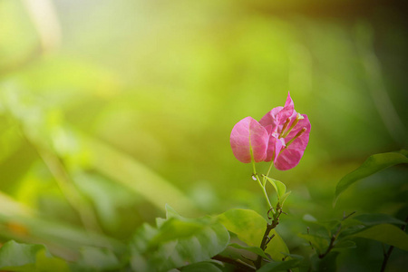 花卉花园和绿叶的自然景观。自然背景