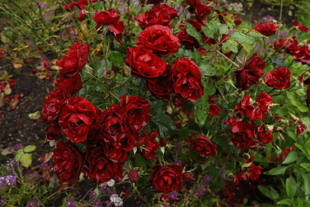 雨下花园里美丽的血红玫瑰.水从花瓣中流出.雨像水晶一样落下.雨天.