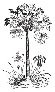 特写镜头新鲜的番木瓜树绿色的叶子被榨干了向白色的