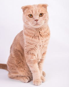 米色的苏格兰折耳猫猫肖像照片