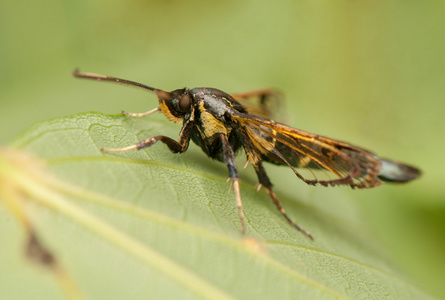 板栗 spheciformis