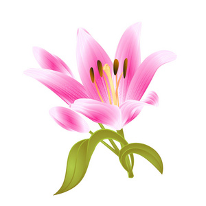 白百合花插画 白百合花手绘 白百合花卡通图 摄图新视界 白百合花插画 白百合花手绘 白百合花卡通图 摄图新视界