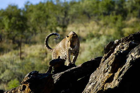 非洲豹在野生纳米比亚