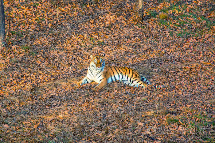 母老虎躺在地上, 休息.俄罗斯.东北虎