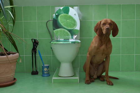浴室和厕所的狗