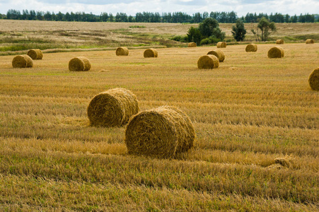 田里的干草捆。收获。切麦子。有多云天空的金色田野