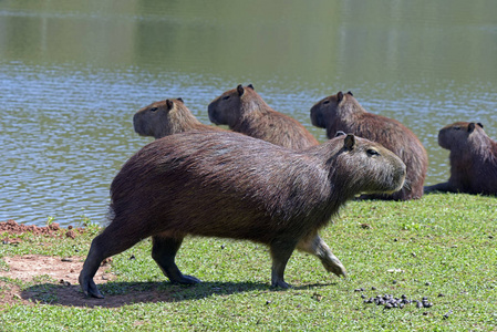 豚,世界上最大的啮齿动物图片