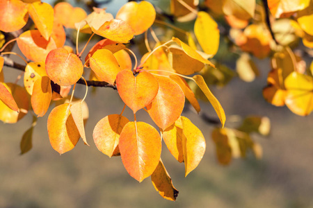 枝梨与红黄叶, 秋叶在秋季时。着色和处理照片。色调。景深浅