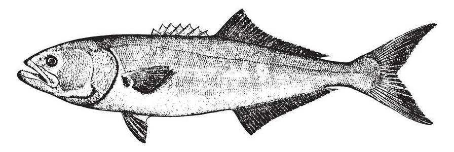 青鱼平均重量从3到6磅, 复古线条画或雕刻插图