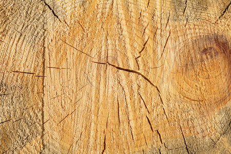 结构的锯松木特写。自然木墙纸