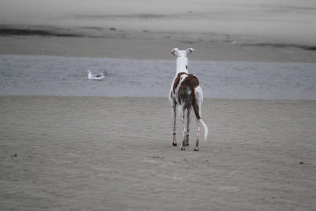 美丽的 galgo 站在海滩上, 寻找游泳的海鸥