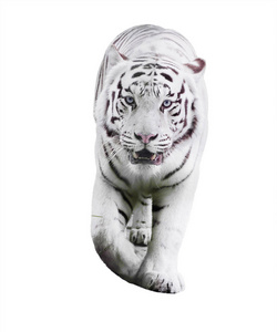 白色大老虎虎底格里斯河豹猫走在白色的隔离
