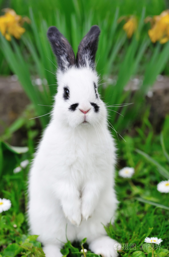 小白兔站在草丛中的后腿