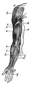 这幅插图代表手臂肌肉, 复古线条绘画或雕刻插图