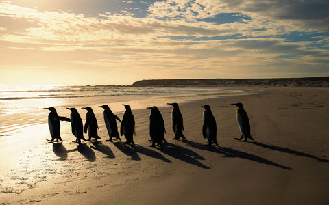一群国王企鹅走向海洋上的沙国家银行照片