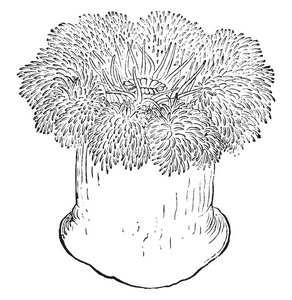 海葵是众多的, 并承担在一个圆盘周围的嘴在自由端, 复古线画或雕刻