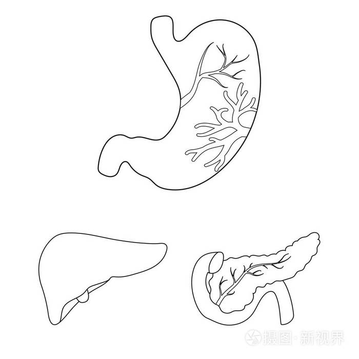 生物人体简笔画图片