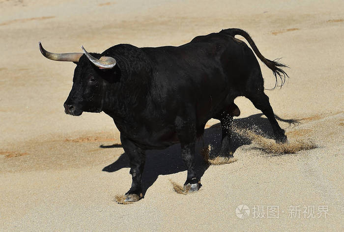 长着大角牛在西班牙