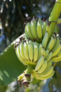 一棵树上的新鲜绿色香蕉果实