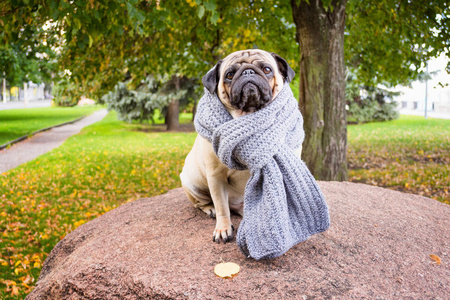 用条纹温暖的围巾悲伤的浪漫 pug 坐在一块石头上的背景下，城市的秋天公园。宠物爱好者 印刷的产品和背景图像