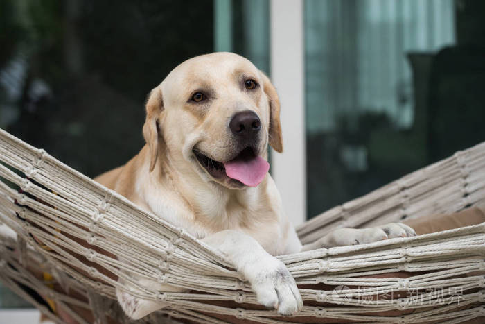 可爱的拉布拉多猎犬小狗坐在门口的绳索吊床上休息.