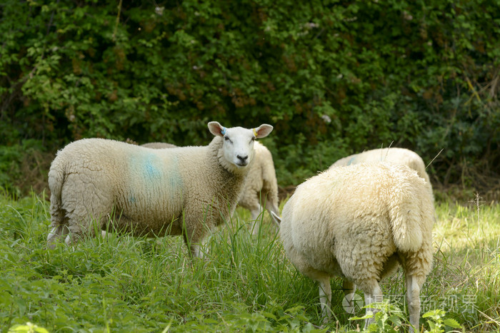 绵羊放牧在修道院公园，拉科克
