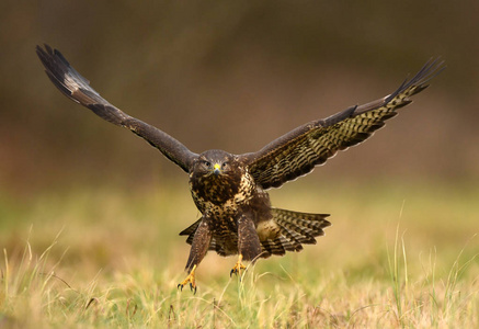 自然栖息地常见秃鹰的特写图