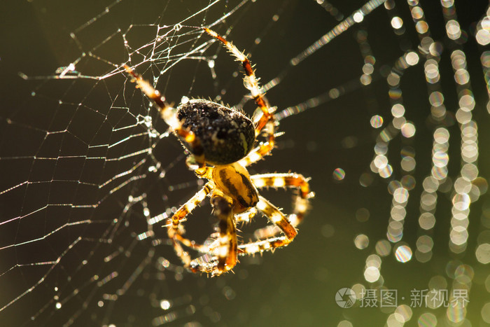 在 web 上的蜘蛛