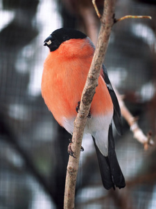 Bullfinch 在树枝与玉米嘴和 lookingat 相机