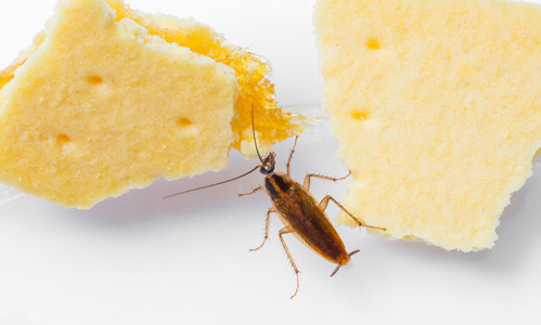 德国小皇宫德国小蠊德国小蠊照片