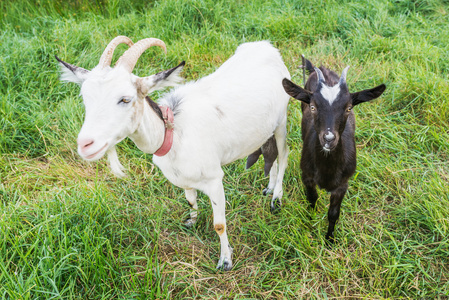 白山羊和黑 goatling照片