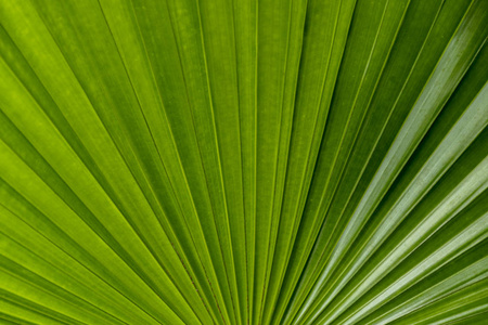 新鲜的绿色棕榈叶。棕榈叶纹理背景新鲜绿色的细节