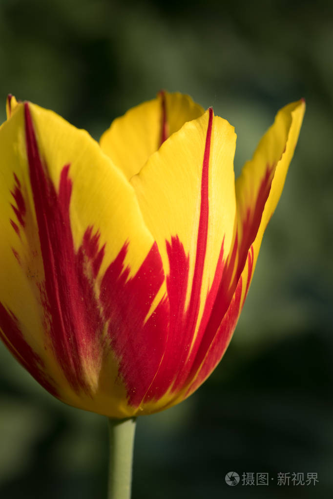 春天的红色和黄色的郁金香