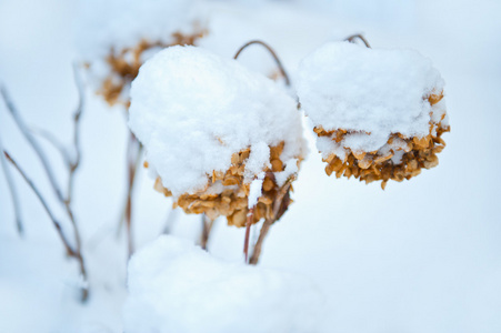 植物在雪中图片