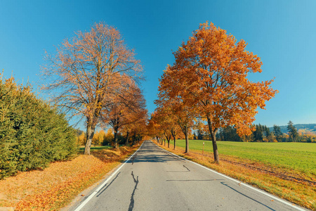 美丽和浪漫的秋天有色路作为胡同五颜六色的树木和阳光。秋季自然背景